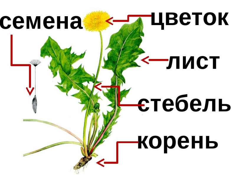 Рисунок1.jpg