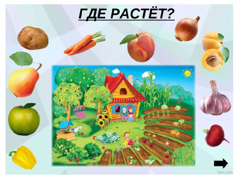 где растет.jpg