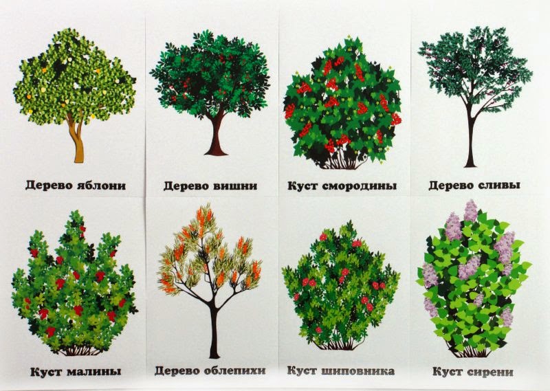 деревья и кусты.jpg