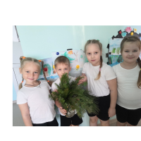 Деревья бывают разные! 