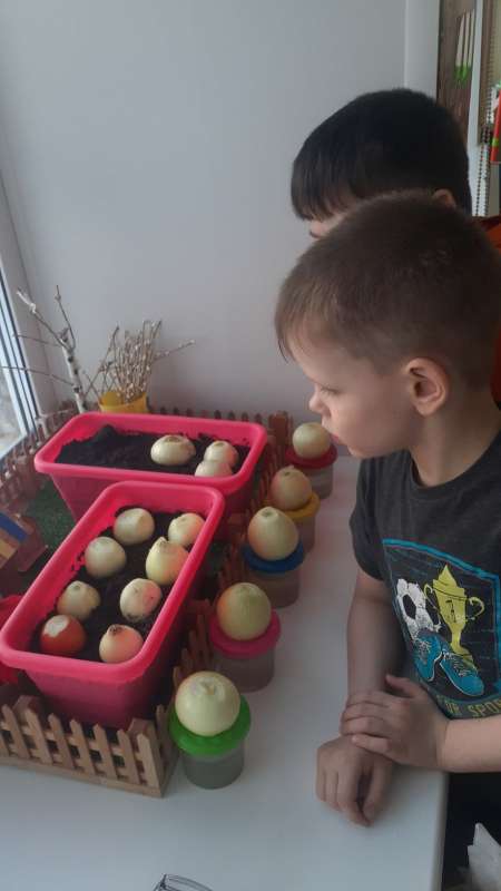Что за чудо! Вот так класс! На подоконнике у нас.