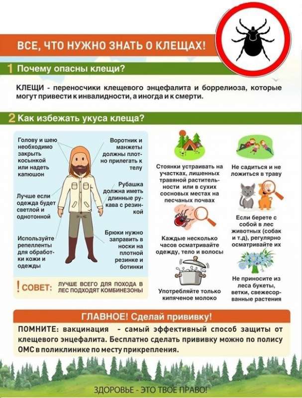 Всё, что нужно знать о клещах!